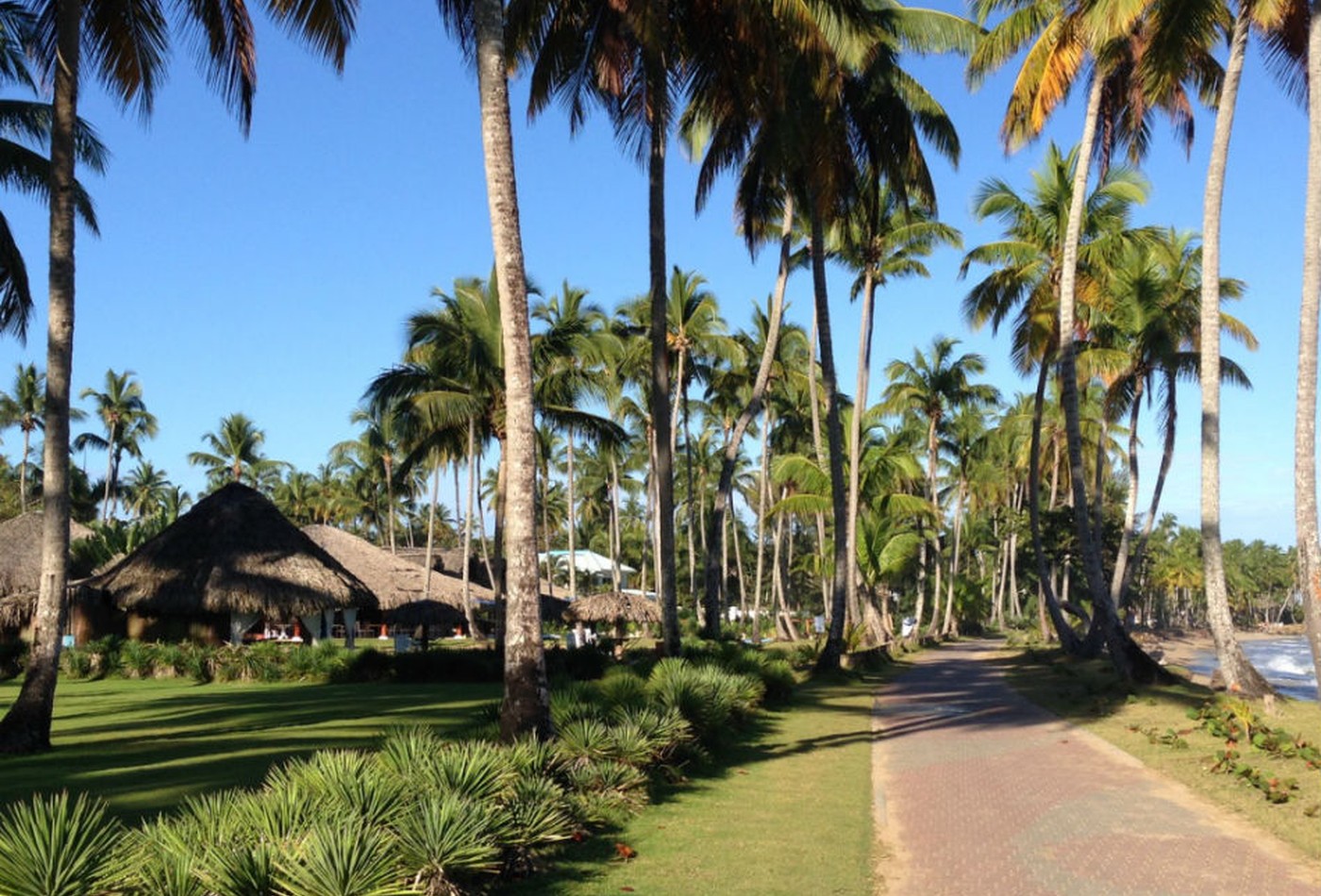 Palm-lined landscaped walkway