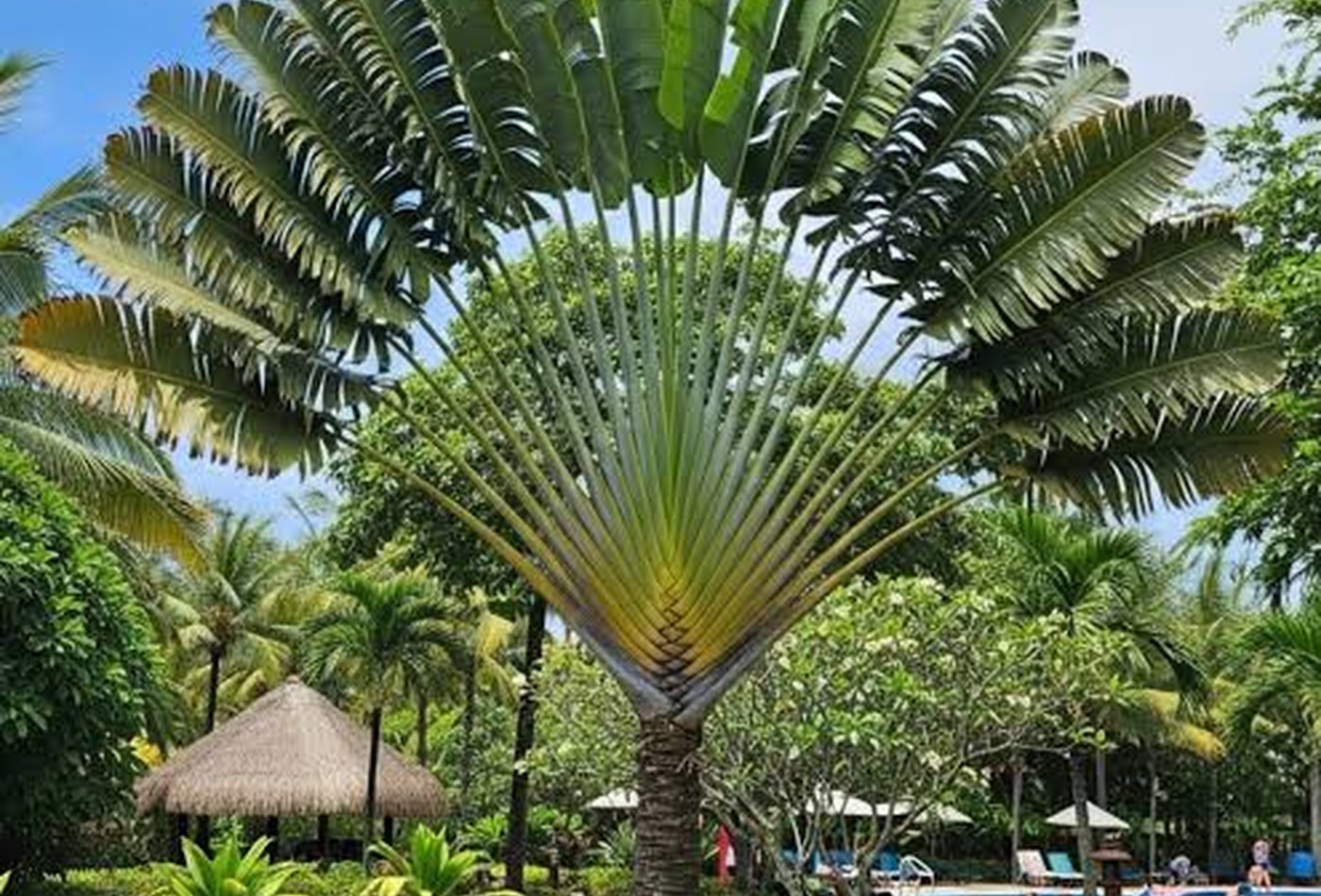 Tropical fan palm landscape