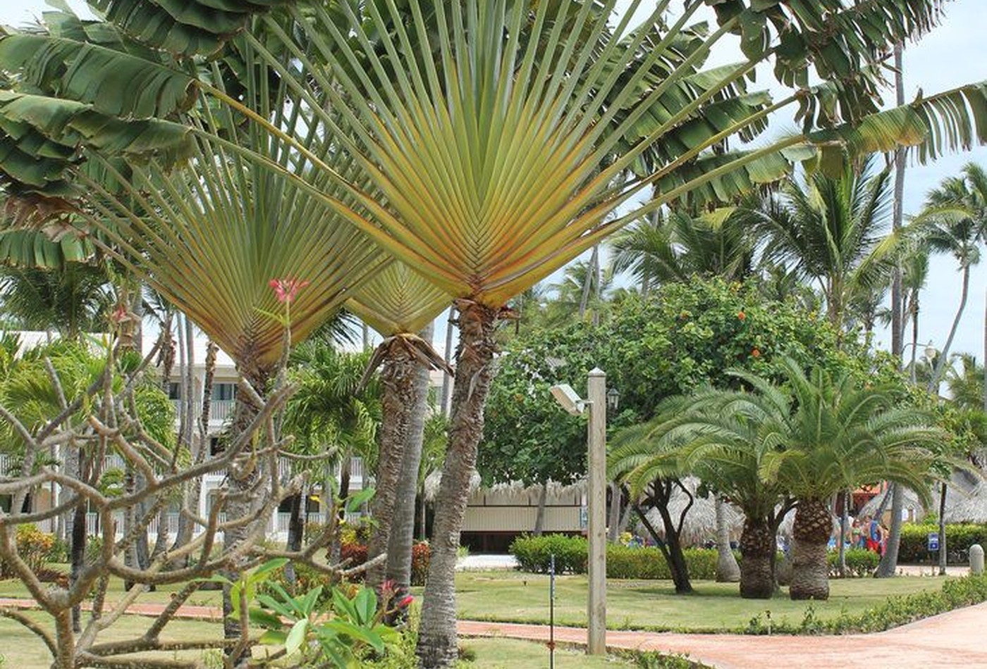 Tropical landscaped walkway and palms